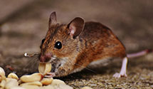tree-injection-for-pest-control Experts in Archer